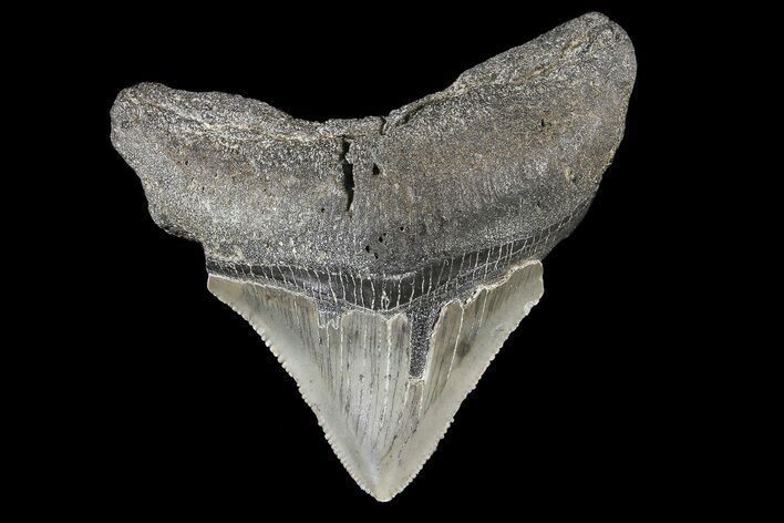 Serrated, Juvenile Megalodon Tooth #74177